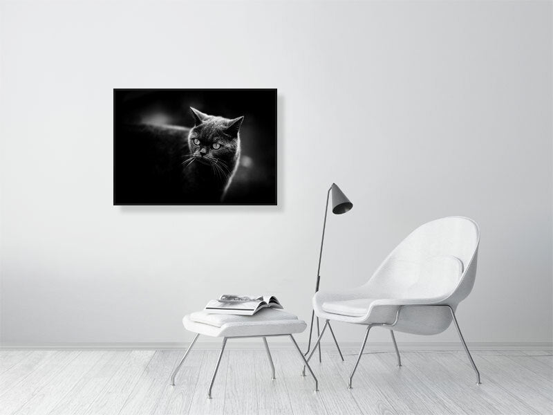 British short hair in a low key setup. Print or framed art photography.