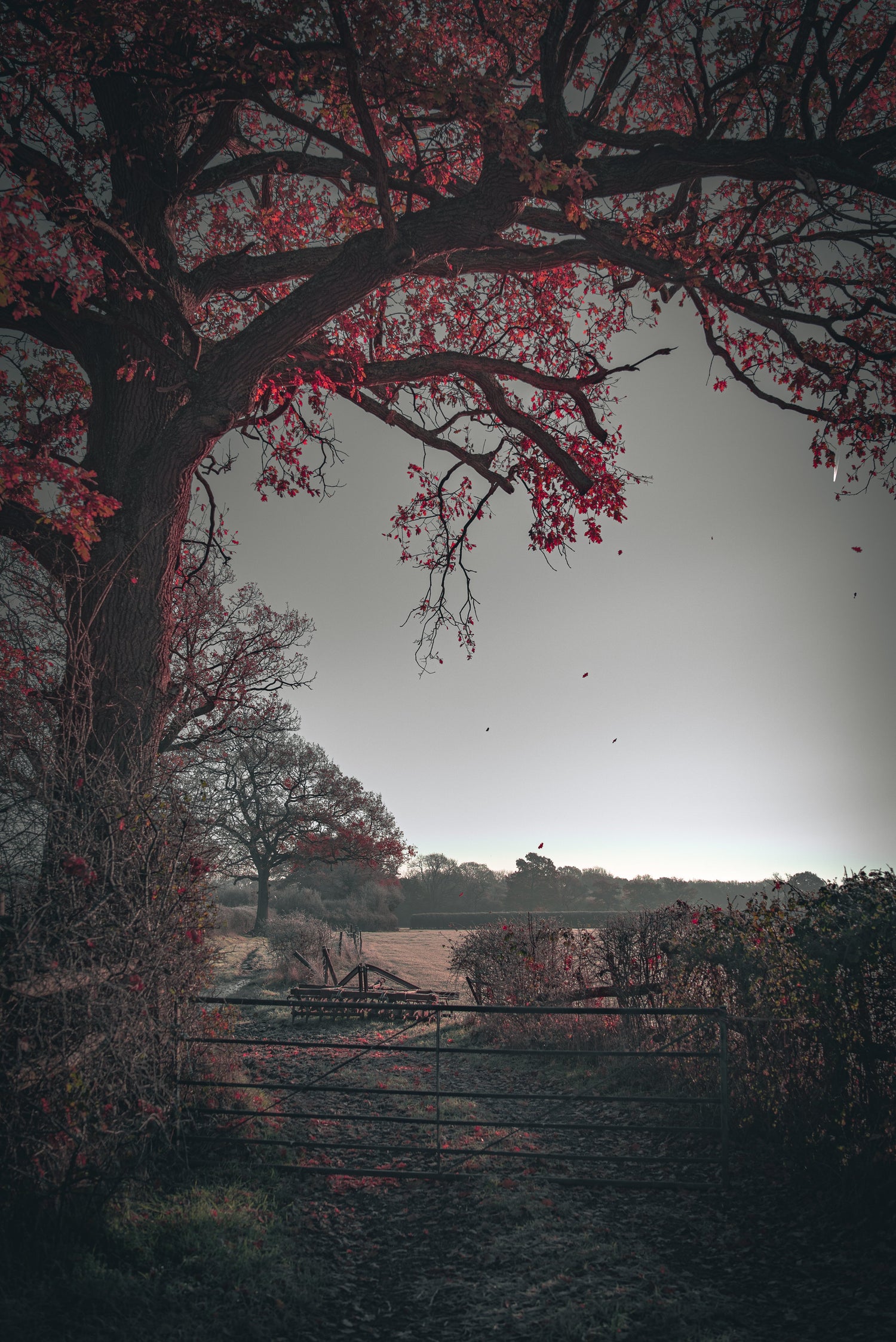 Art photography of tree on a farm with falling red leaves and agricultural machinery in a background