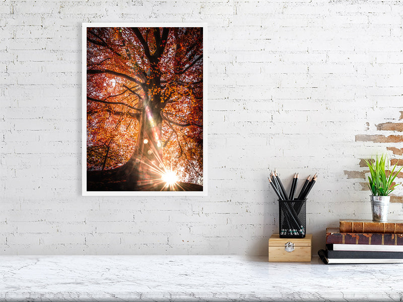 Sunlight trough red leaves on a sunny autumn morning in rural area. Print or framed art photography.