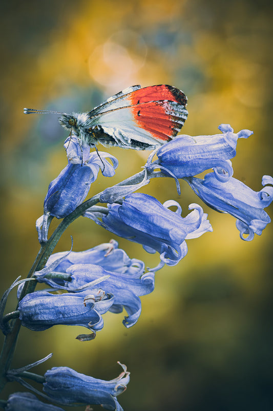 Butterfly resting on a bluebell in early spring, West Sussex, England. Print or framed photography art.