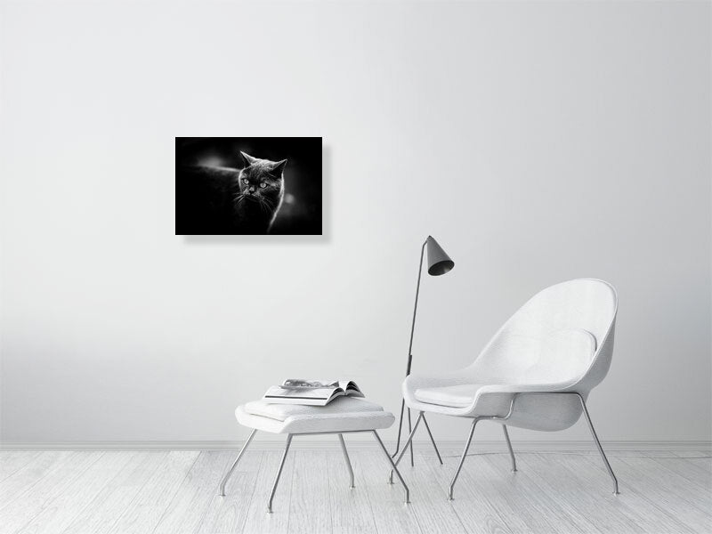 British short hair in a low key setup. Print or framed art photography.