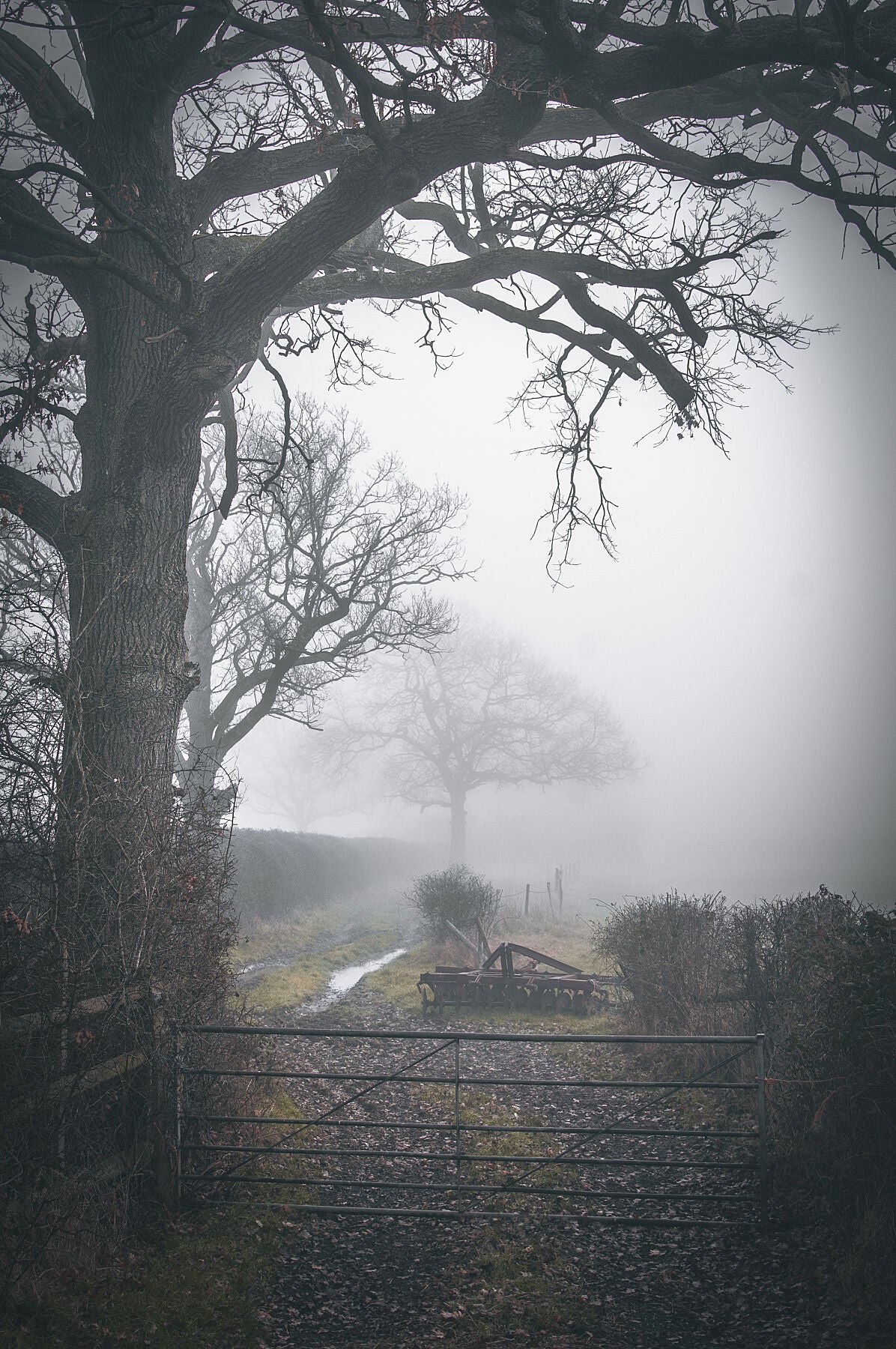 Misty morning on a farm in England, West Sussex. Print or framed photography art.