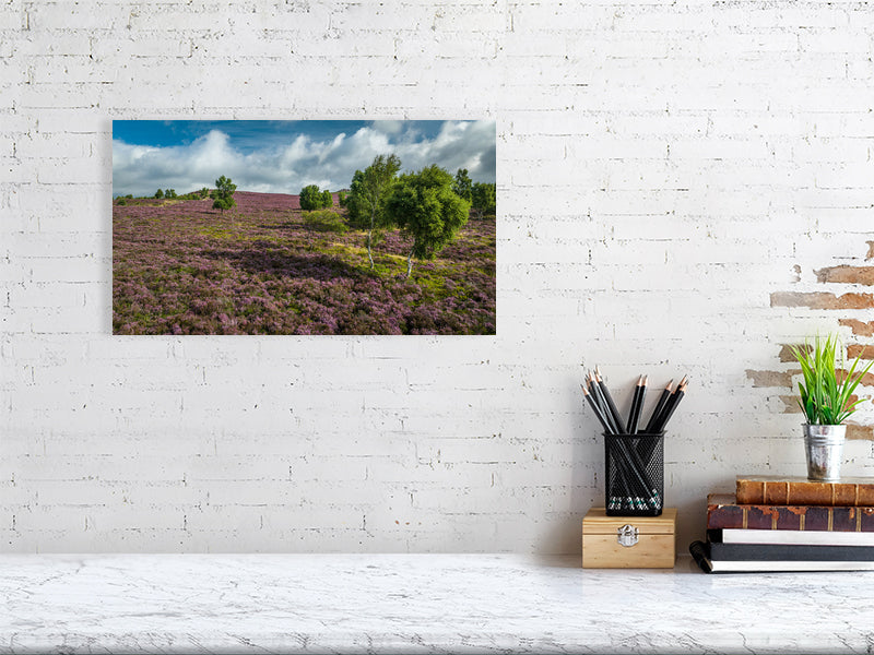 Pink carpets over Peak District National Park as heather bursts into bloom. Print or framed photography art.