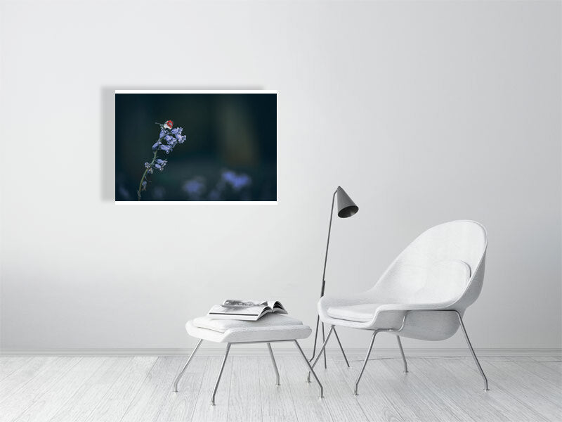 Bluebell with butterfly companion. Framed print photography art.