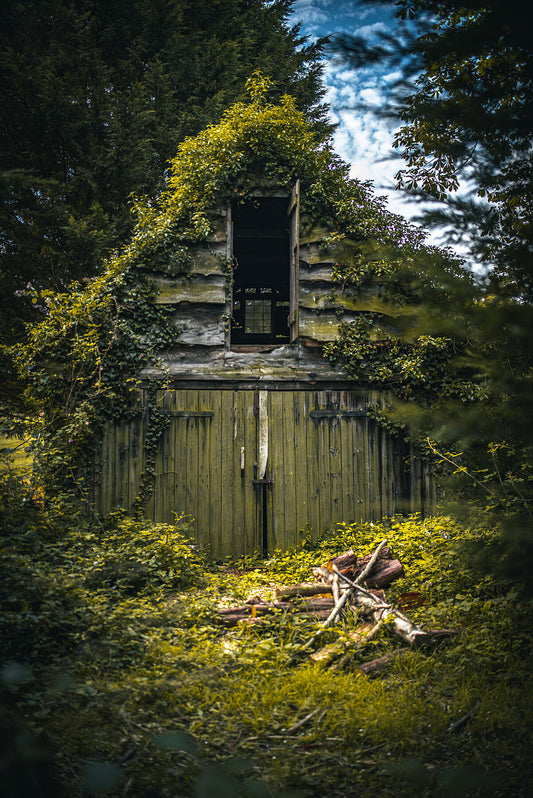 Abandon, overgrown barn in a forest. Print or framed photography art.