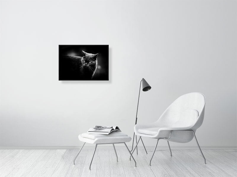 British short hair in a low key setup. Print or framed art photography.