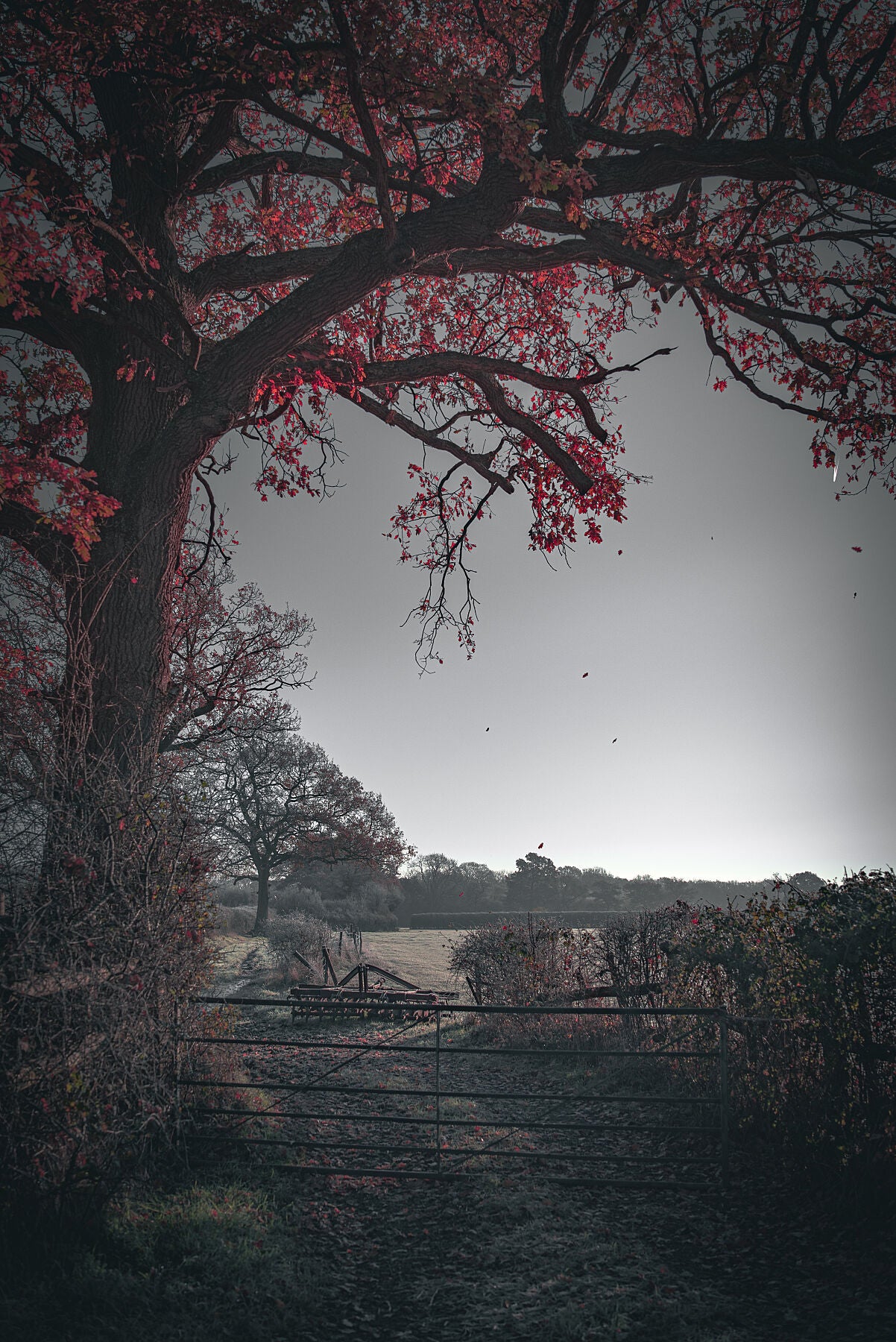 Red leaves falling off the tree on a first frost bite on a farm. Print or framed photography art.