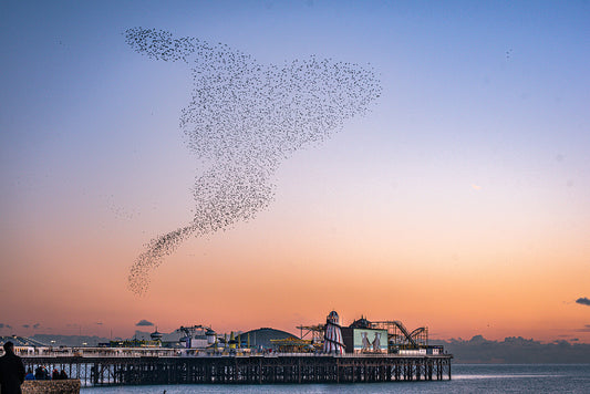 Starling Murmuration over colourful Brighton Pier on a calm sunny evening. Print or framed photography art.