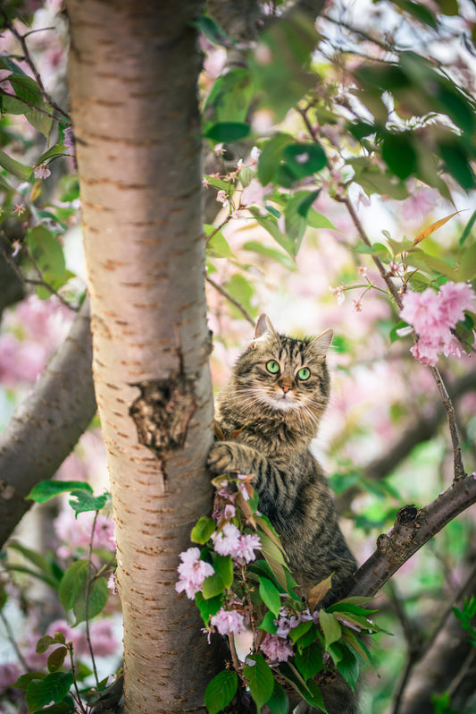Local cat chasing it's dream in a form of a bird on a blossom tree. Art Photography, wall decor, print, unframed.