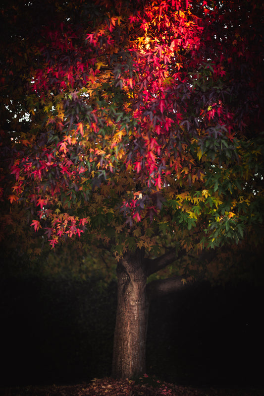 Red leaf in a late autumn, taken in Hassocks, East Sussex, UK
Printed on Giclée Hahnemühle Photo Rag, or Fuji Pearl. Photography print, unframed. Art print.