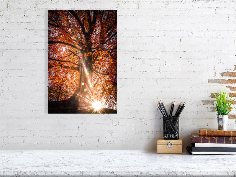 Sunlight trough red leaves on a sunny autumn morning in rural area. Print or framed art photography.