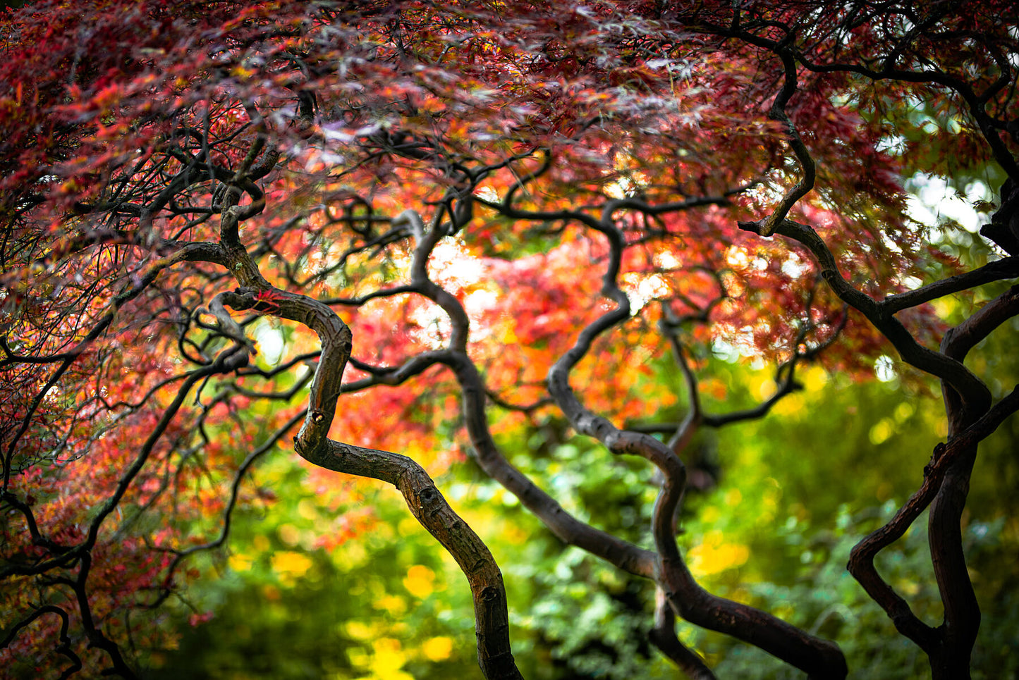 Colours of nature in early autumn. Printed of framed photography art.