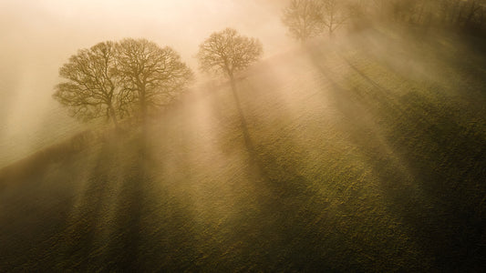 Sun beams through the morning mist in spring on a farm. Print or framed photography art.