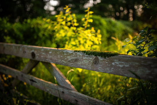 Golden hour at the gate to the farm, covered in green moss. Print or framed photography art.